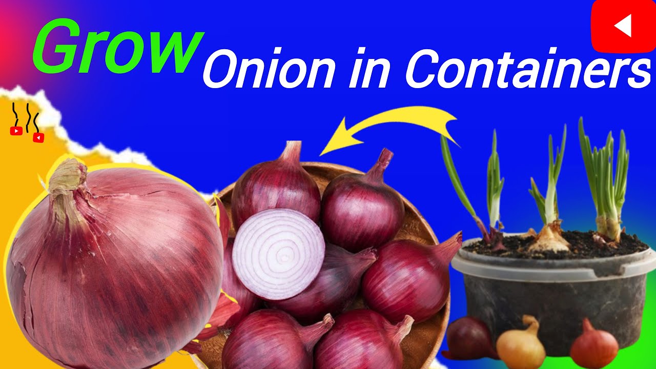 Onions In Containers Container Planting White Onion Onion (Salad) 'White Lisbon' Winter
