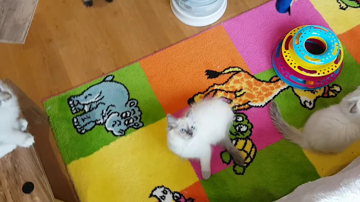 Watch the video about Ragdoll kittens 10 weeks old - all ragdoll colors..
