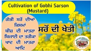 Gobhi Sarson Cultivation (ਸਰੌਂ ਦੀ ਖੇਤੀ ਬਾਰੇ ਜਾਣਕਾਰੀ) Shergill Markhai