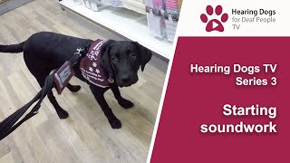 Hearing Dogs TV S3 Ep6: Learning how to alert to sounds
