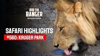 Safari Highlights #560: 11 & 12 September 2020 | Kruger National Park | Latest #Wildlife Sightings