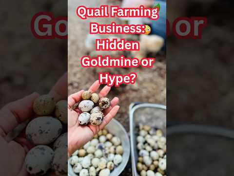 Is Quail Farming Business A Hidden Goldmine or Hype? #agribusiness #quail #poultryfarming