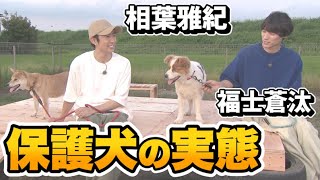相葉雅紀 福士蒼汰 保護犬のリアルな実態 一軒家に100匹 多頭飼育崩壊 Youtube