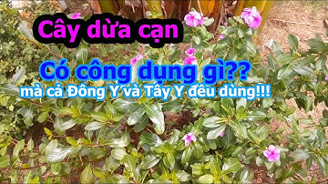 Cây Dừa Cạn - Chữa bệnh gì mà cả y học hiện đại lẫn y học cổ truyền đều dùng