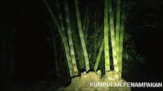 Penampakan Kuntilanak lagi tiduran di pohon bambu, yang gak kuat jangan nonton!!