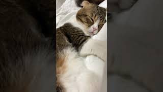 起きたら隣で猫が爆睡していたw #shorts