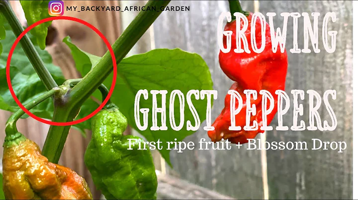 Why are My Ghost Pepper Flowers Dropping off without Forming Fruit? Pepper Blossom Drop @YAJESGARDEN