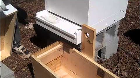 Transferring honey bees from swarm trap to a new hive.