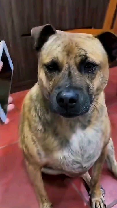 Dapat telpon dari si anjing..😂🤣 #videolucu #lucu #ngakak #funny #comedy