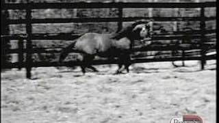 Northern Dancer  Life And Times  Part I