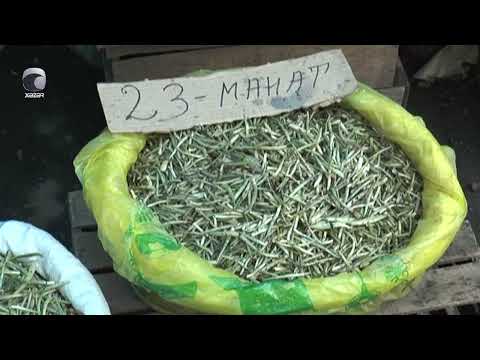 Video: Hansı flagellat termitlərlə simbiotikdir?