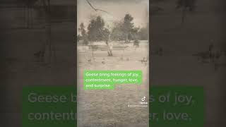 Dream interpretation of Geese part 1 #geese #park #dreams #whatdoesitmean #shorts #shortfeeds ￼