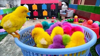 Tangkap Ayam Lucu, Ayam Warna Warni, Ayam Rainbow Gokil, Kelinci, Kucing Lucu, Bebek, Hewan Lucu