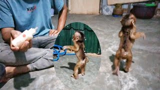 Very Extraordinary‼️Beno baby monkey walks on two legs like a human