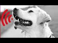 Angry Dogs Compilation | Dog Barking Sound Effect | Kutte ki Awaaz | Dog Videos | Doggy Voice