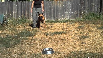 Clicker Train Contact Heeling (duration / forward motion) Part III