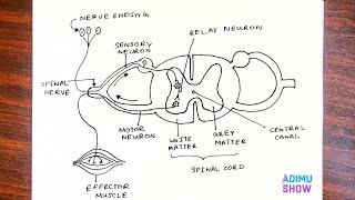 How to draw Reflex Arc| step by step tutorial