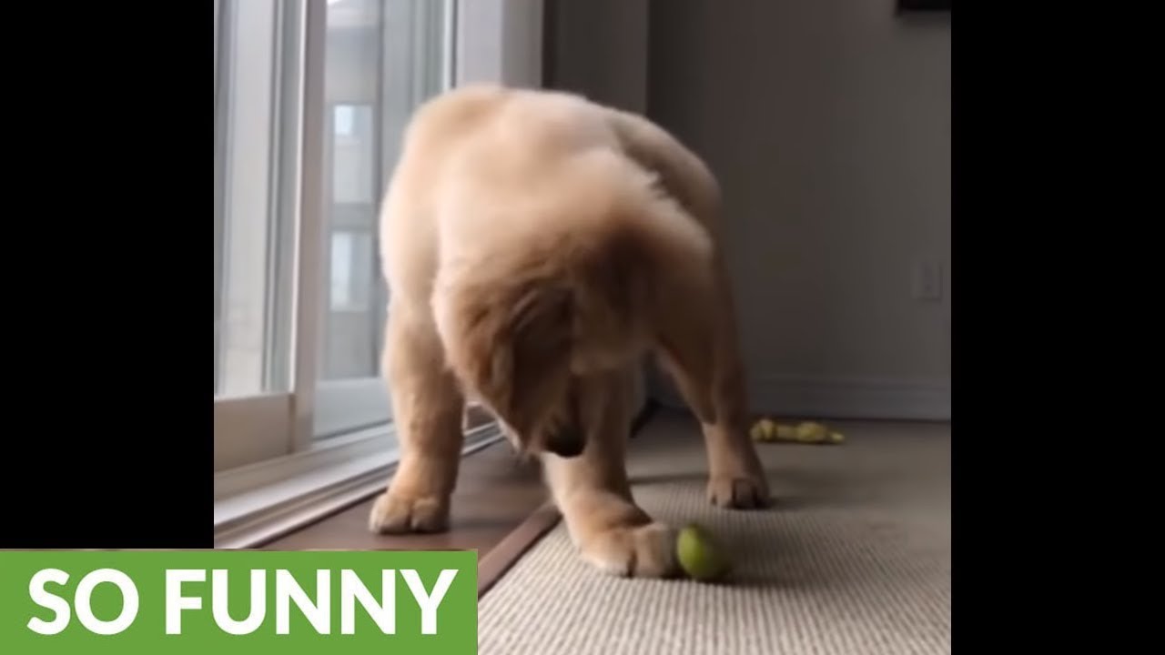 videos for cats Epic battle between puppy and slice of lime