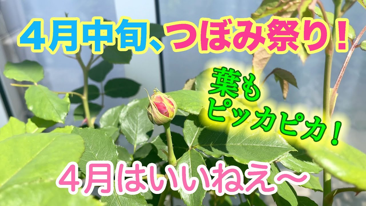 つぼみ祭り】4月中旬のバラ！蕾がたくさん付きました。 - YouTube