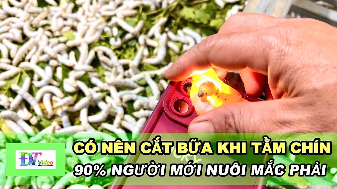Tằm Chín Có Nên Cắt Bữa Không? Người Mới Nuôi Cần Biết
