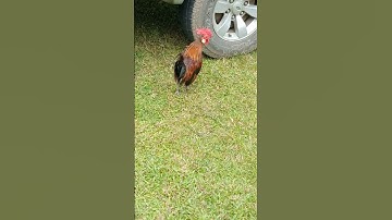 Shorts ไก่ป่าลงจากเขา มาหากินอาหาร Wild fowl come down from the mountain to find food.