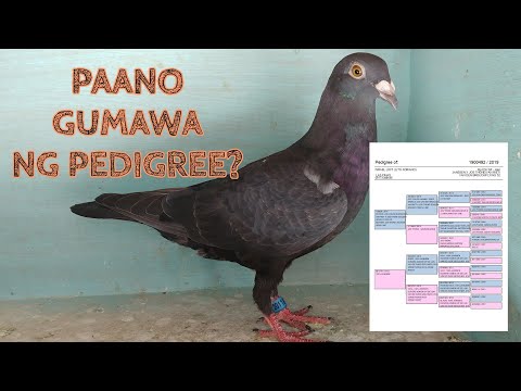 Video: Paano Gumawa Ng Iyong Pedigree