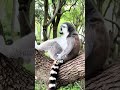 Lemur😍😍 #animal #animals #cute #foryou