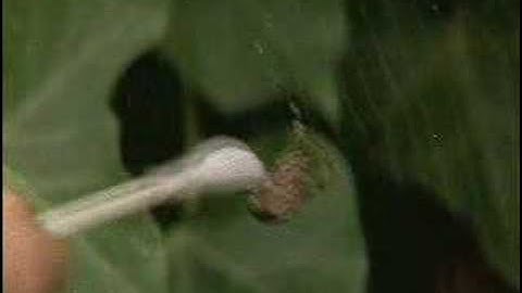 Spinnen onder invloed van drugs