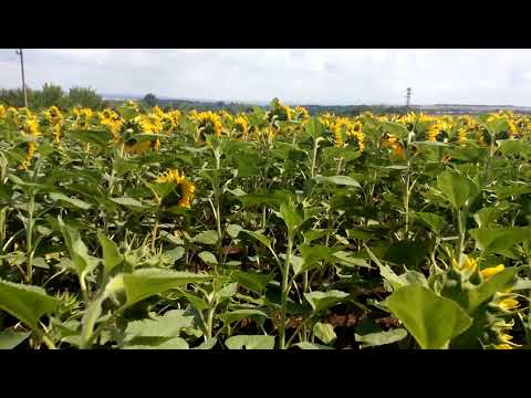 Видео: Tierra градинска маса от Гонсало Де Салас