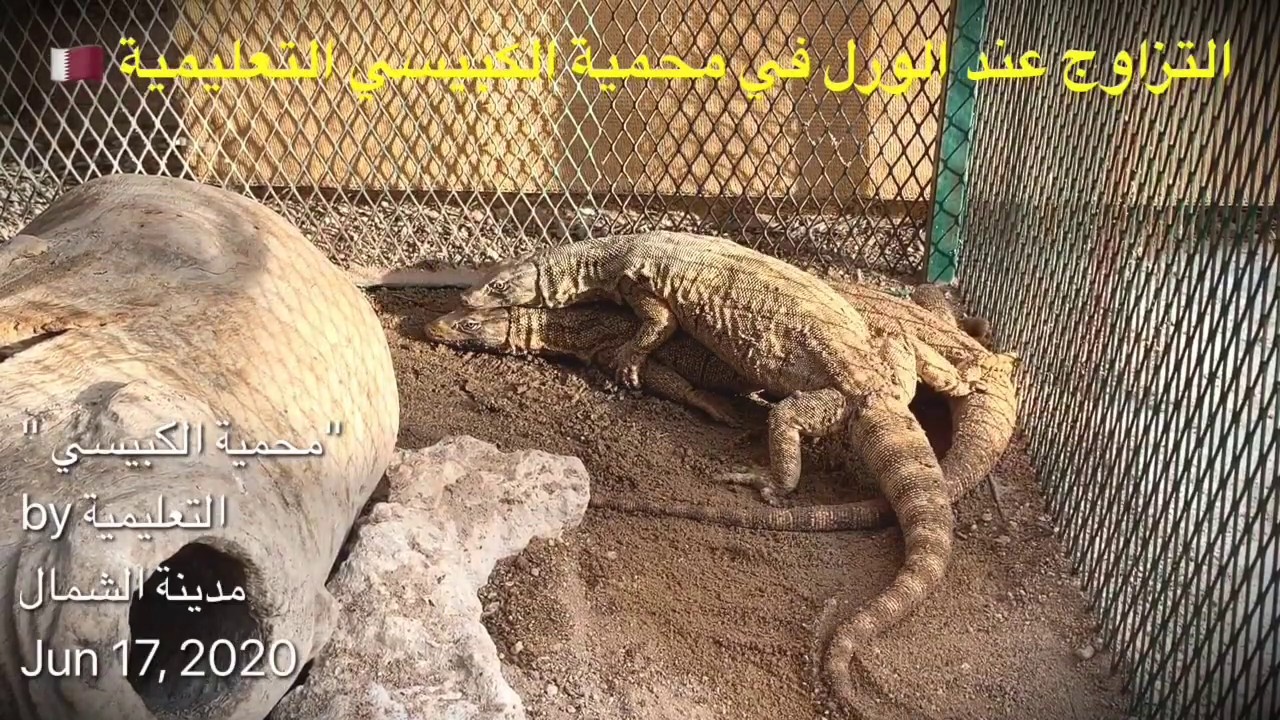 السحليه حيوان فقاري متغير درجه الحراره وينتمي الى