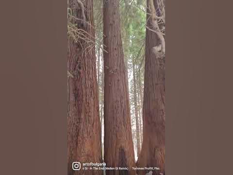 🇧🇬 Вековните секвои, местност Ючбунар, село Богослов, Кюстендил 💕 - YouTube