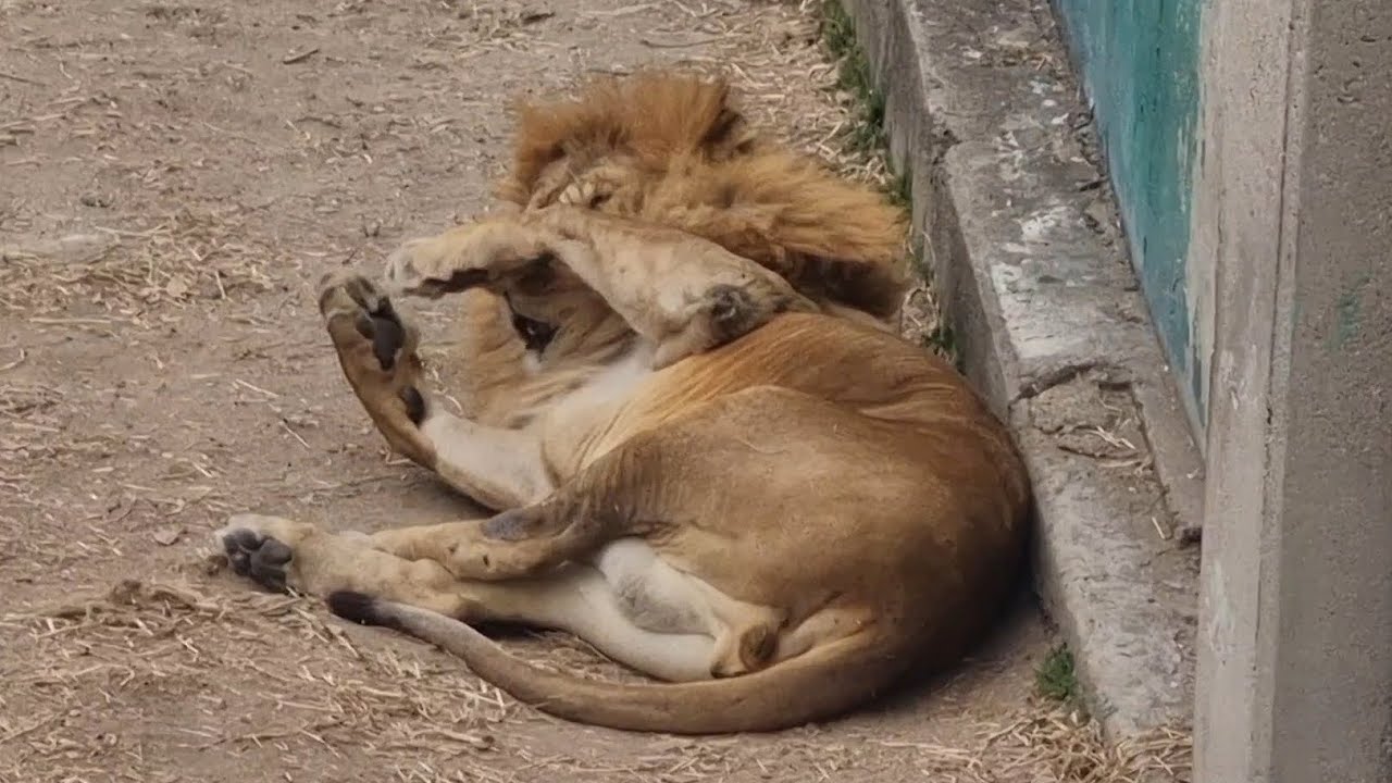 아내가 삐지면 오래 가 #사자부부 #lion #라온과후추 #달성공원 