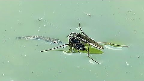 Fish Tries to Steal Fly that Water Strider is Feeding On