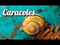 Caracoles de acuario de agua dulce mis especies favoritas 