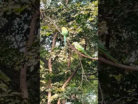 Lovely Parrot 🦜#viral #view #shorts