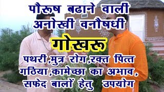 वनोषधी-2.गोखरू kidney stone,Arthritis,Impotence,white hair solutionमें रामबाण उपाय Gokhru herbplant