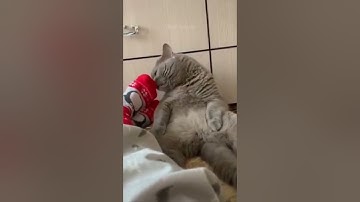 FUNNY CAT SMELLING SOCKS😂 #SHORTS