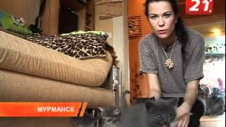 КОТОклизм в Мурманске, фонд "Забота", видео ТВ-21 КОТОклизм в Мурманске, фонд "Забота", видео ТВ-21