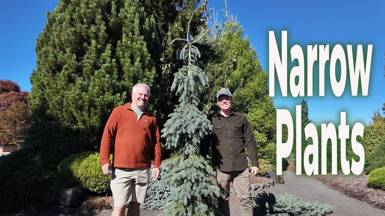 Суперполезные узкие хвойные — растения для небольших пространств