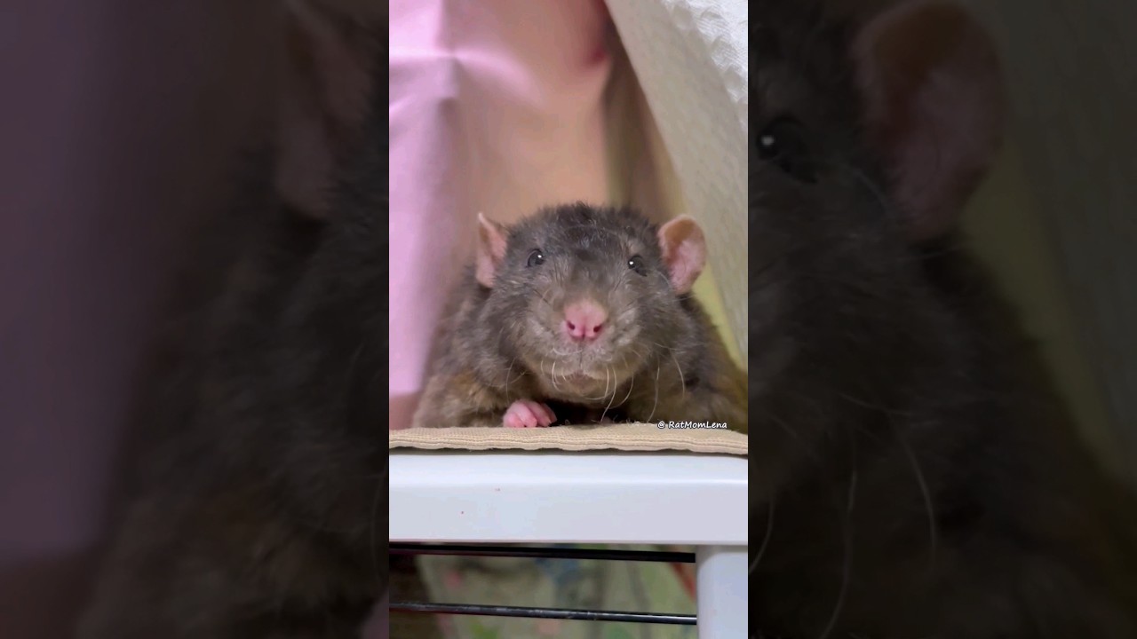 Saturday Night 🐀 Pet Rat Duke ❤️ 