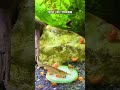 Are Your Aquarium Shrimp HEALTHY?