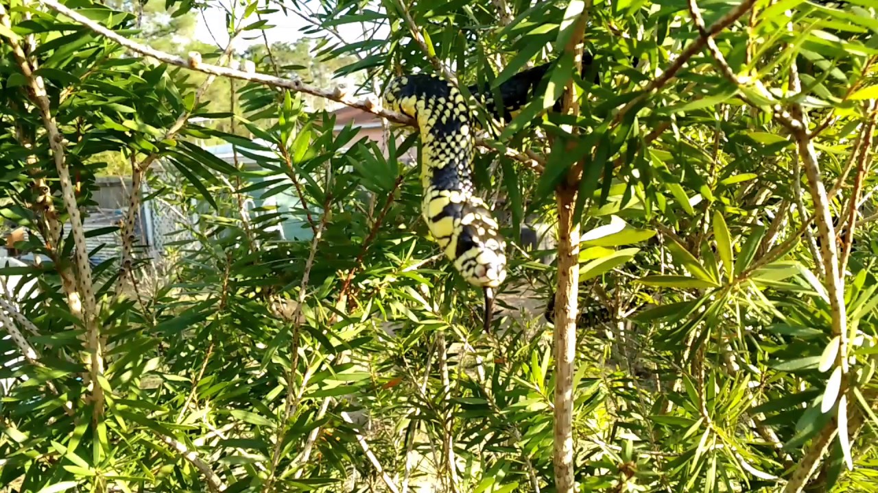 camera iphone 8 plus apk Spilotes pullatus Tiger rat