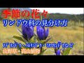 【山野草・野草】リンドウ科の紹介・見分け方