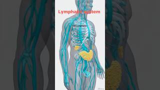 Hidden System That Controls Your Health — Lymph Explained #changebyscience #blood #health #shorts