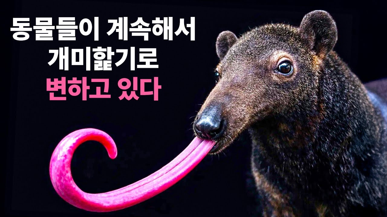 왜 포유류는 계속해서 개미핥기로 진화하는가