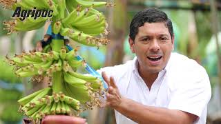 Tip Bananero Agripac - Colocación De Corbatines