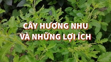 ĐIỆN BIÊN - Cây hương nhu và những lợi ích | Vị thuốc quanh ta | ĐTV