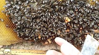 بهذه الطريقة الحسابية تستفيد من ملكات النحل عند خروجها اثناء التقسيم الاصطناعي ليوم 