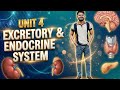Excretory &amp; Endocrine System | Unit 4 Physiology | BPES &amp; BPEd | Physical Education | Yuvraj Bhave