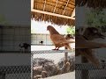 #birds #lifeisbutadream